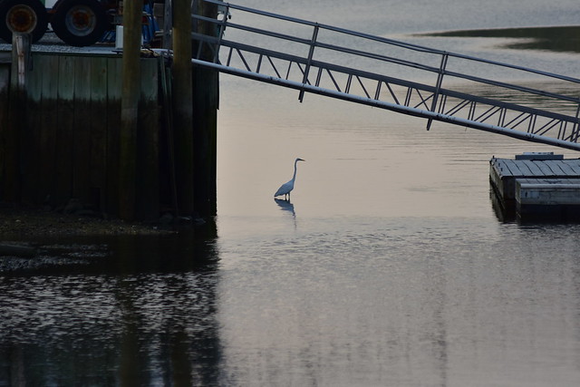 1519 Stalking Great Egret under the boat ramp @ Centerport.