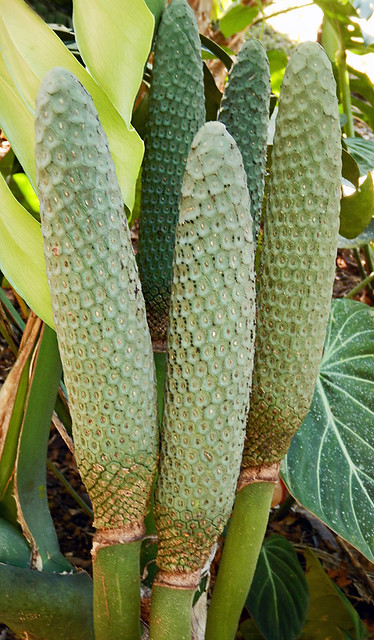 cones of the Philodendron grow up from the base of the plant (Puerto Vallarta Botanical Garden)nephilo9984w