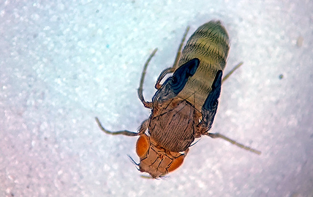 Drosophila1