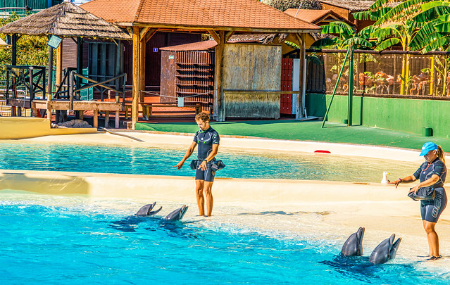 Dolphins with Trainers