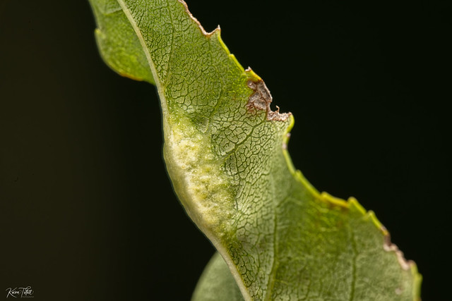 Zygiobia carpini Gall Midge on a Hornbeam Leaf