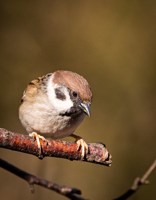 Tree Sparrow in the sun