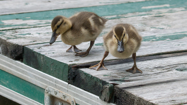 Canetons, ducklings, PQ, Canada - 5727