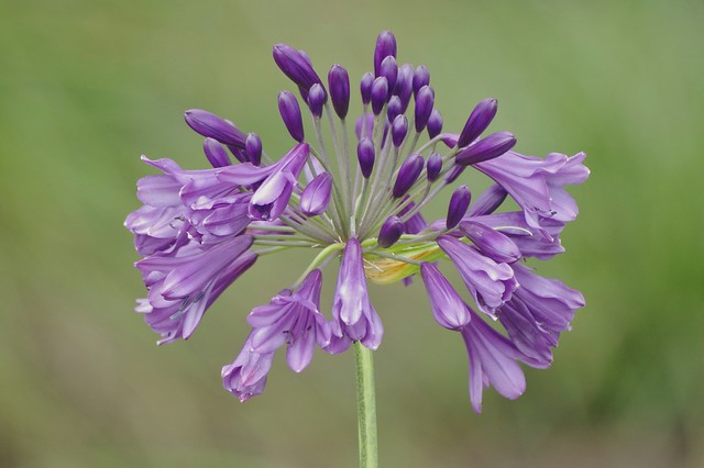 African Lily - Agapanthoidea Sp