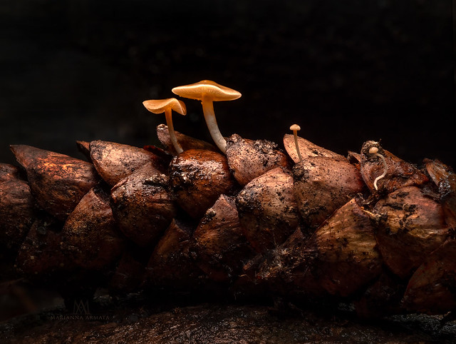 pinecone mushrooms