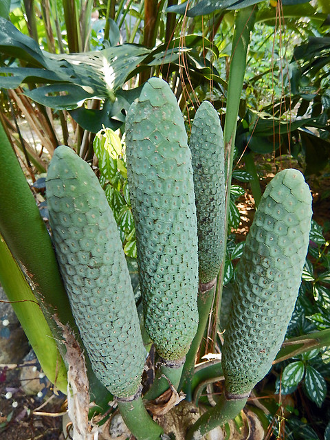 cones of the Philodendron grow up from the base of the plant (Puerto Vallarta Botanical Garden)