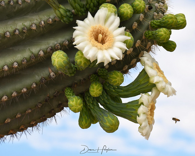 Saguaro Blooms