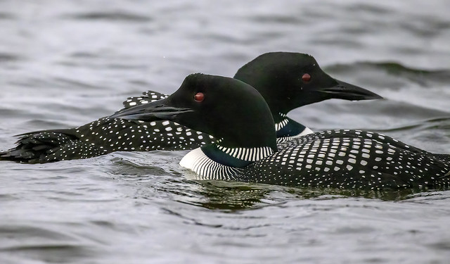 Common loons/Northern divers / Himbrimar (Gavia immer)