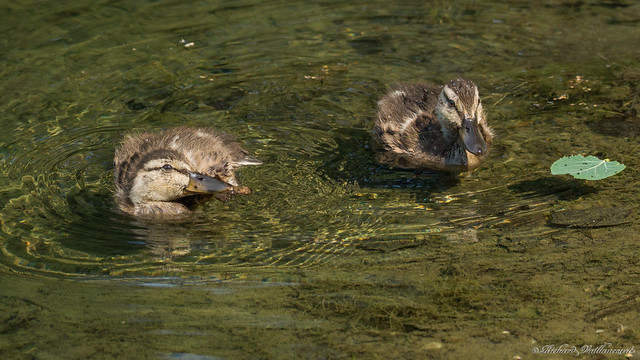 Canetons, duckling, Beauce, P.Q., Canada - 3823