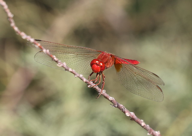 Flammelibel (Scarlet dragonfly / Crocothemis erythraea)