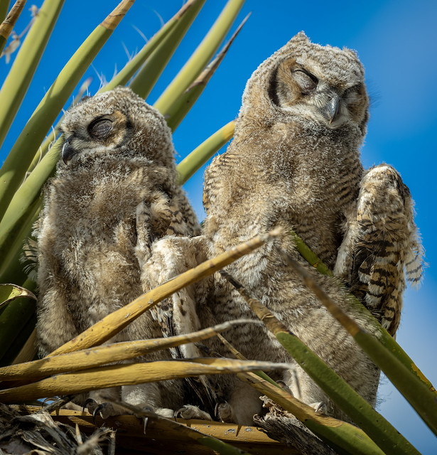 Juvenile Great Horned Owls (Bubo virginianus)