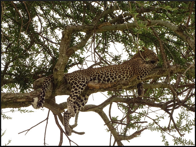 Regreso y conclusiones - Safari por Kenia en fotos (4)