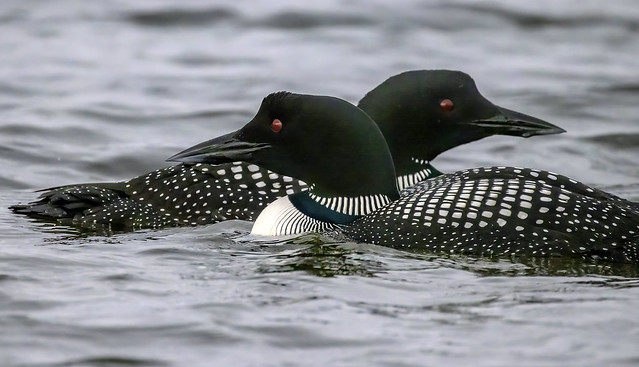 Common loons/Northern divers / Himbrimar (Gavia immer)