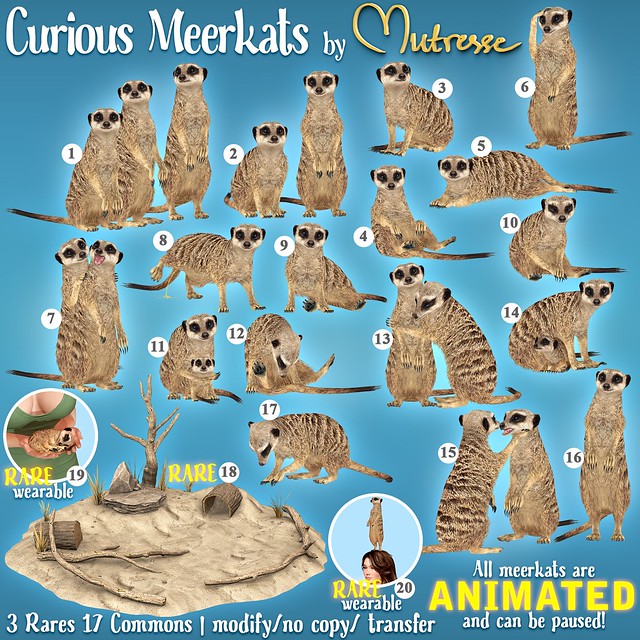 Mutresse@The Arcade in September 2023 - Curious Meerkats Key