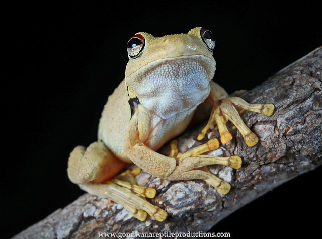 The Western Laughing Tree Frog (Litoria ridibunda)