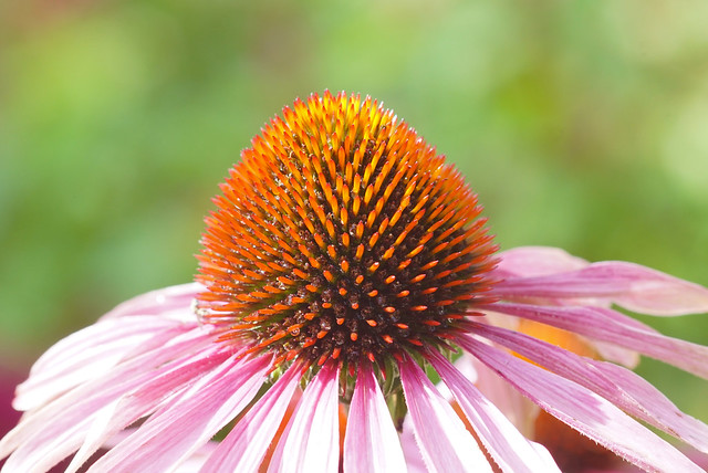 Close up di un fiore con pistilli