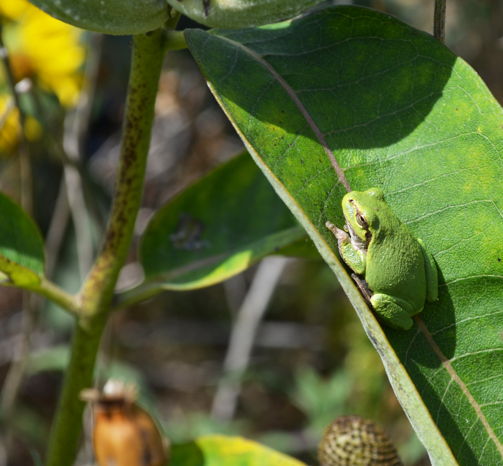 Green tree frog on common milkweed