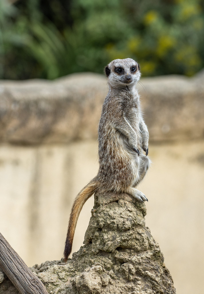 Animals | Flickr