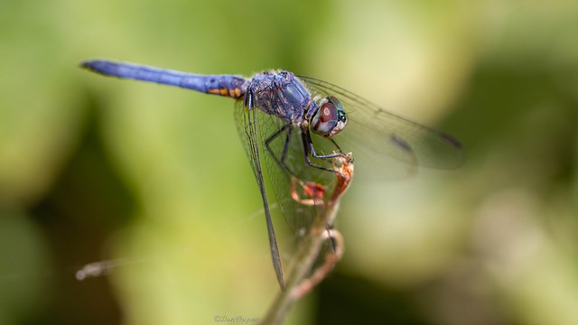 Blue dasher