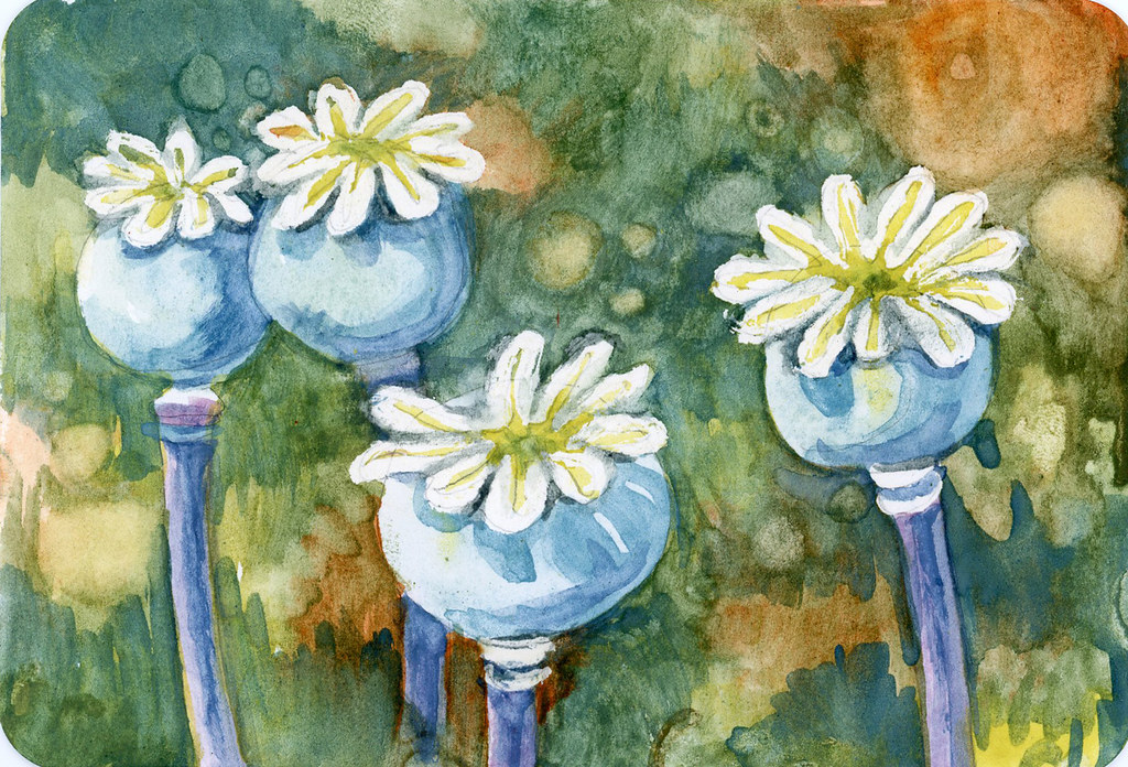 Poppy pods-Bouldercolors watercolor on Hahnemühle Cold Press Postcard
