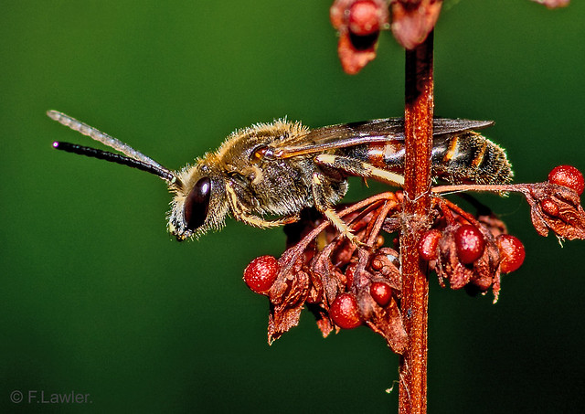 Sweat or Furrow Bee..tribe Halictini.