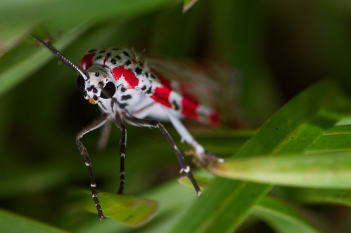 Bella moth | by Dan-Photos