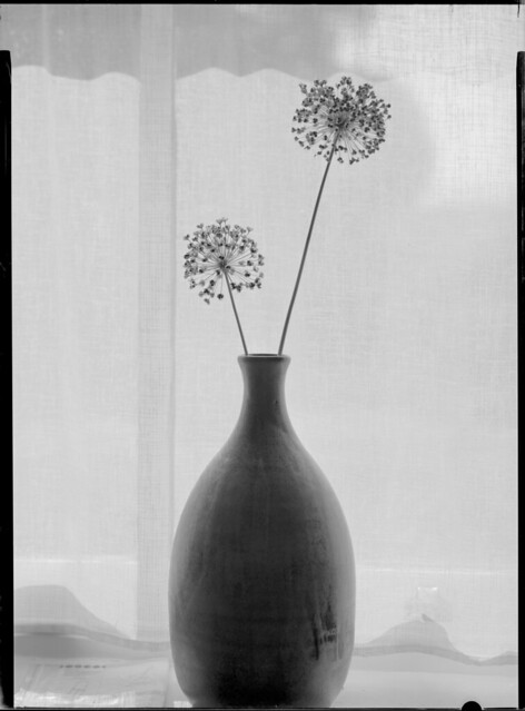 Seedheads in Vase