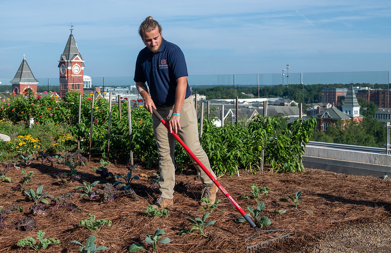 A man works on the rooftop garden