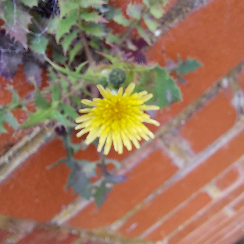 Flower on the wall (sow thistle)