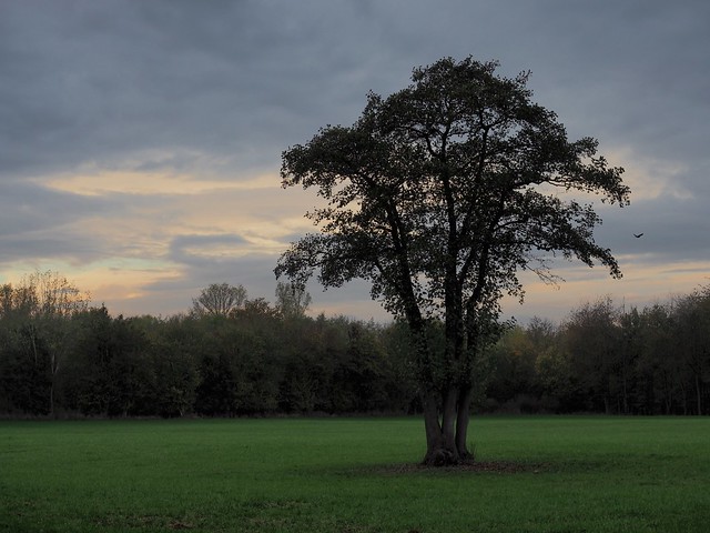 Baum in den Rurauen - Tree in the Rurauen