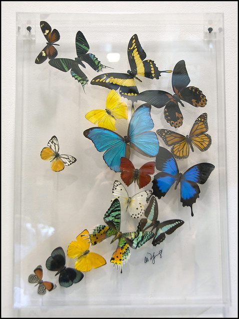 Butterflies - Biblical Museum of Natural History 2023-08-28 IZE-036