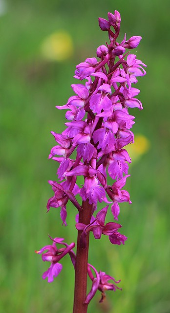 Early purple orchid-Orchis mascula -Durlston CP Dorset--110523 (4)