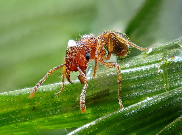 Bicolored Pennant Ant (Tetramorium bicarinatum)
