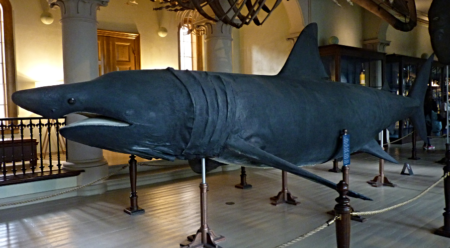 Cetorhinus maximus (21-7-23 Museo Universitario de Bergen)