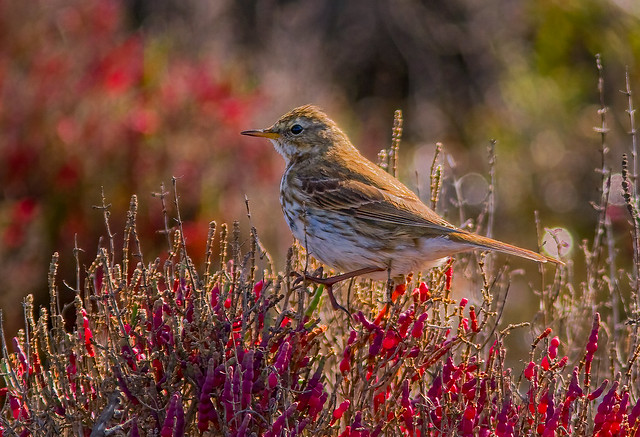 A water pipit in a colourful environment