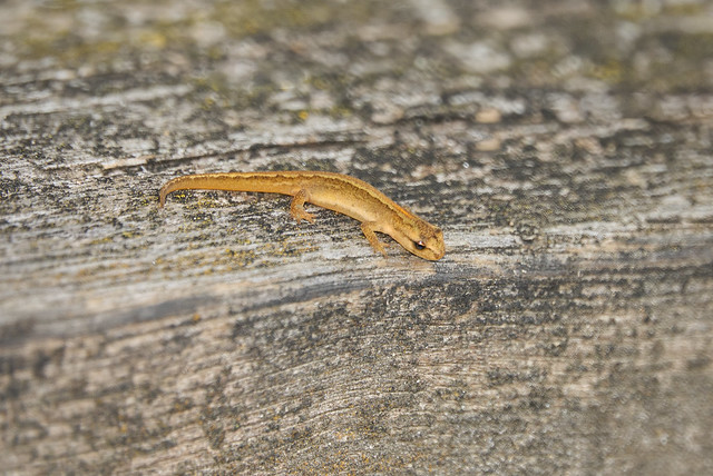 Newt (juvenile) possibly palmate?