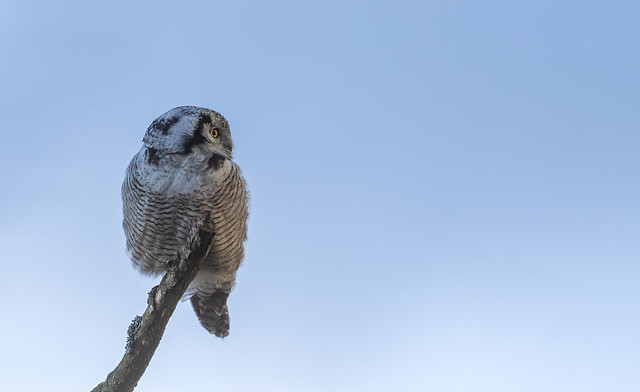 Hökuggla - Northern hawk-owl