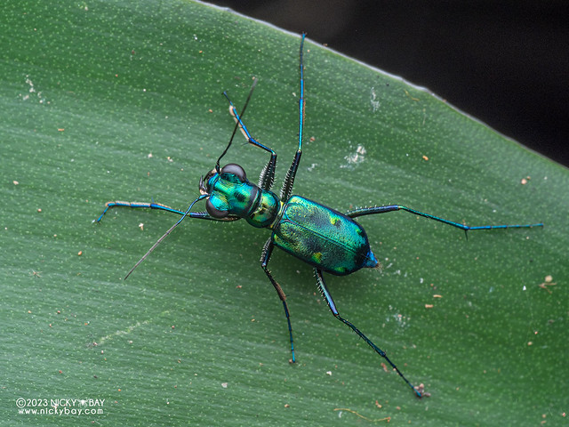 Tiger beetle (Cylindera versicolor) - P8056218