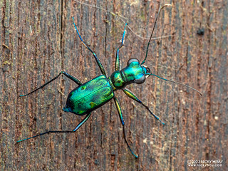 Tiger beetle (Cylindera sp.) - P8056242