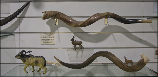Kudu Horns - Biblical Museum of Natural History 2023-08-28 IZE-137