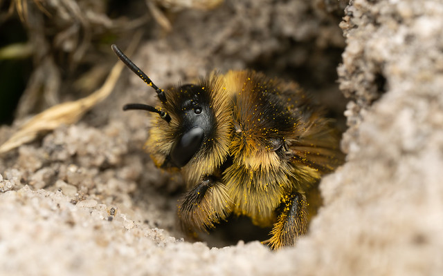 Pantaloon bee (Middlebere Heath)