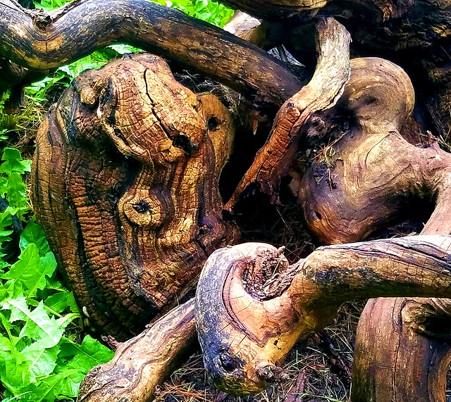 Twisted tree, nature art