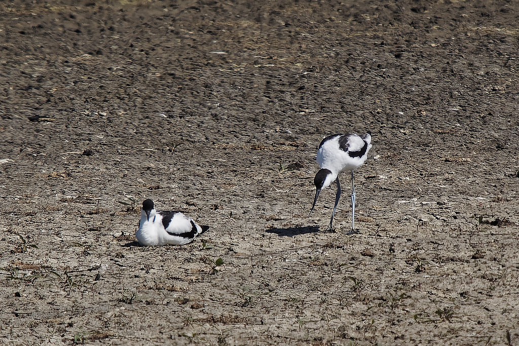 Avocets on a dry wetland ground