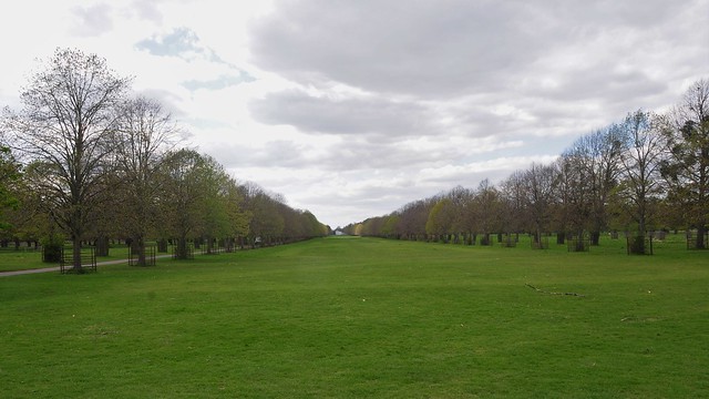 Lime Trees As Far As One Can See