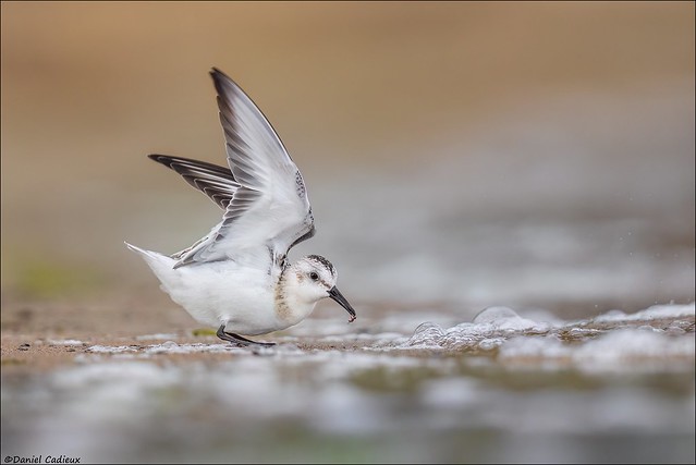 Sanderling Catches An Ant