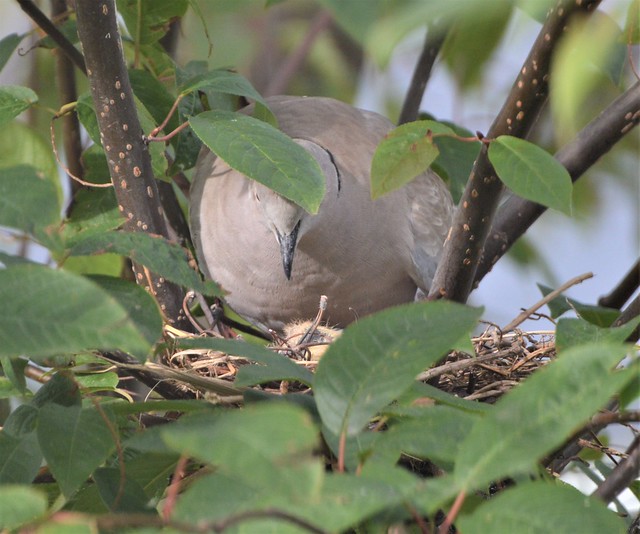 Collared Dove change over on the nest and two baby just hached out the eggs now_0001