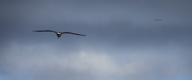 Gull in flight, Lindisfarne, Tasmania