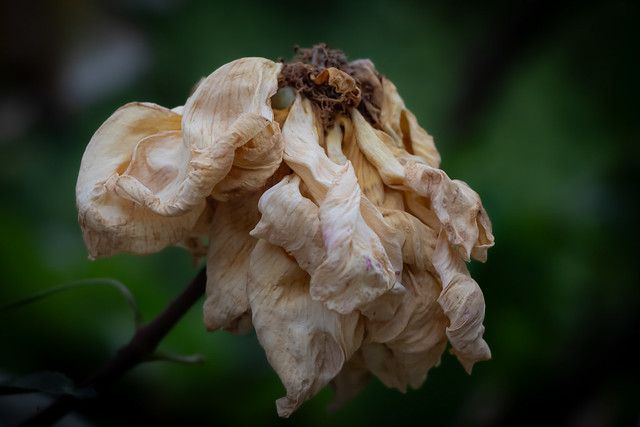 Decay of a rose