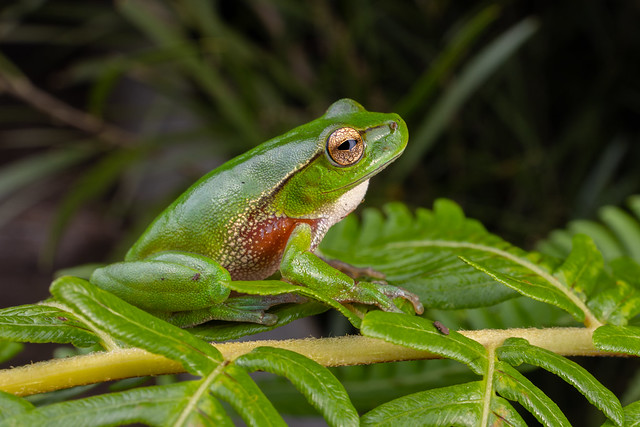 Leaf Green Tree Frog - Litoria phyllochroa