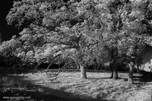 california infrared minersravine blackandwhite nikon heat hot garylquay garyquay summer roseville centralvalley landscape usa oak tree
